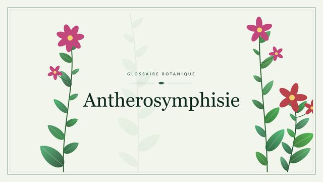 Antherosymphysie Illustration botanique stylisée du terme « Antherosymphisie » du glossaire