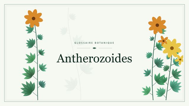 Définition de « anthérozoïdes » en botanique Illustration botanique stylisée du terme « Antherozoides » du glossaire