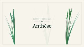 Illustration botanique stylisée du terme « Anthèse » du glossaire