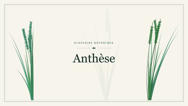 Comprendre anthese en botanique et horticulture Illustration botanique stylisée du terme « Anthèse » du glossaire