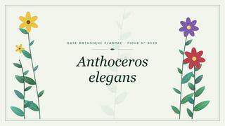 Planche botanique stylisée d’Anthoceros elegans