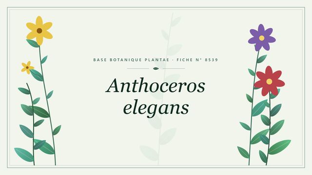 Anthoceros elegans : fiche descriptive et taxonomie Planche botanique stylisée d’Anthoceros elegans