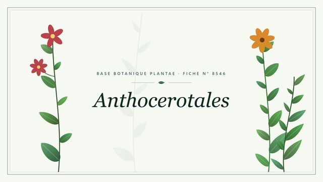 Les Anthocerotales, ordre central des anthocérotes Planche botanique stylisée d’Anthocerotales