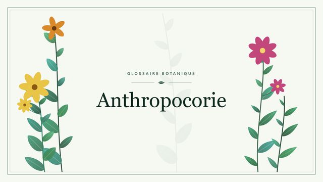 Comprendre anthropocorie en botanique et horticulture Illustration botanique stylisée du terme « Anthropocorie » du glossaire