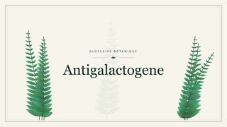 Illustration botanique stylisée du terme « Antigalactogene » du glossaire
