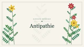 Illustration botanique stylisée du terme « Antipathie » du glossaire