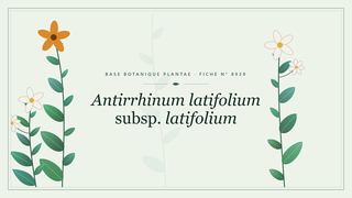 Planche botanique stylisée d’Antirrhinum latifolium subsp. latifolium