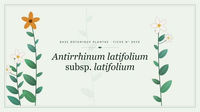 Antirrhinum latifolium subsp. latifolium : fiche descriptive et taxonomie Planche botanique stylisée d’Antirrhinum latifolium subsp. latifolium