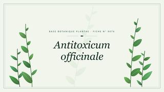 Planche botanique stylisée d’Antitoxicum officinale