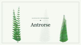 Illustration botanique stylisée du terme « Antrorse » du glossaire