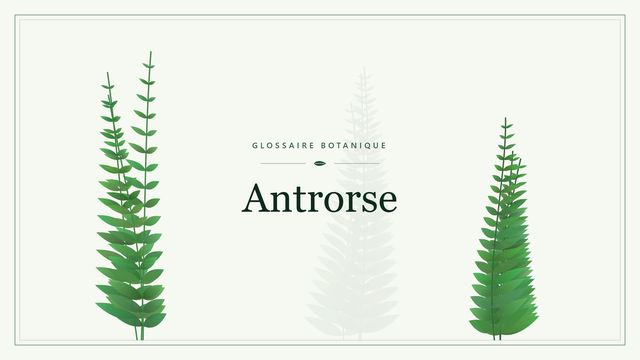 Antrorse : repères utiles en botanique Illustration botanique stylisée du terme « Antrorse » du glossaire