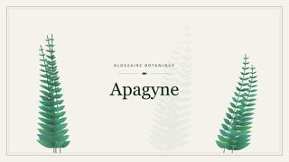 Illustration botanique stylisée du terme « Apagyne » du glossaire