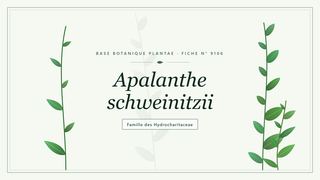 Planche botanique stylisée d’Apalanthe schweinitzii, famille des Hydrocharitaceae