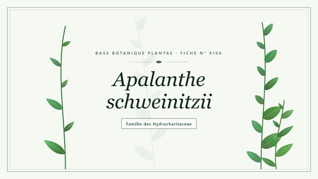 Apalanthe schweinitzii Planche botanique stylisée d’Apalanthe schweinitzii, famille des Hydrocharitaceae