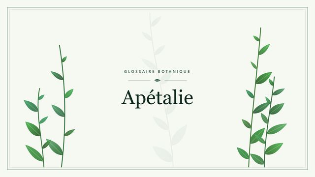 Apétalie : conseils et analyse Illustration botanique stylisée du terme « Apétalie » du glossaire