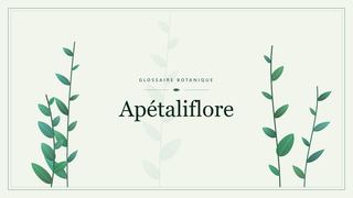 Illustration botanique stylisée du terme « Apétaliflore » du glossaire