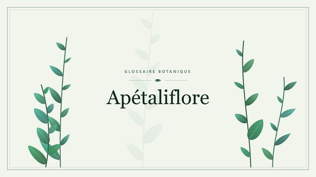 Apétaliflore : les bases Illustration botanique stylisée du terme « Apétaliflore » du glossaire