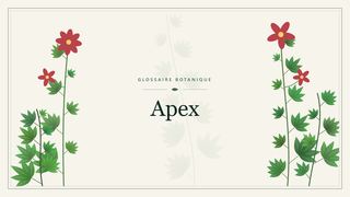 Illustration botanique stylisée du terme « Apex » du glossaire