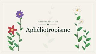 Illustration botanique stylisée du terme « Aphéliotropisme » du glossaire