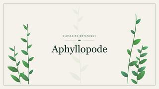 Illustration botanique stylisée du terme « Aphyllopode » du glossaire