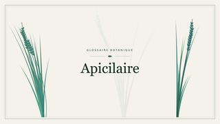 Illustration botanique stylisée du terme « Apicilaire » du glossaire