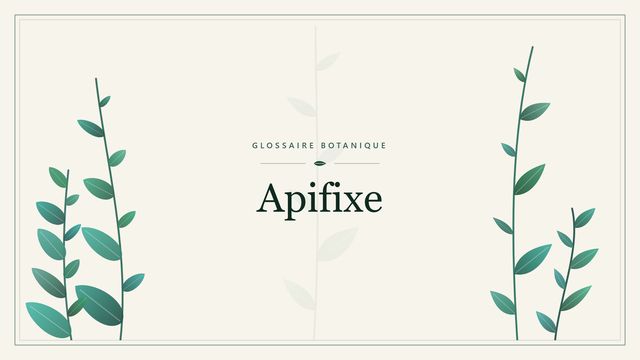Apifixe : notre analyse Illustration botanique stylisée du terme « Apifixe » du glossaire