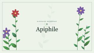 Illustration botanique stylisée du terme « Apiphile » du glossaire