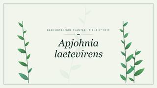 Planche botanique stylisée d’Apjohnia laetevirens