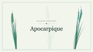 Illustration botanique stylisée du terme « Apocarpique » du glossaire
