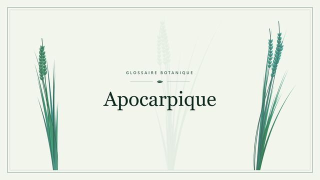 Apocarpique : notre analyse Illustration botanique stylisée du terme « Apocarpique » du glossaire