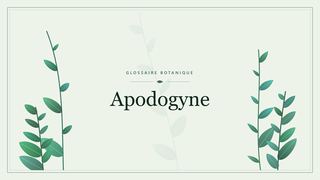 Illustration botanique stylisée du terme « Apodogyne » du glossaire