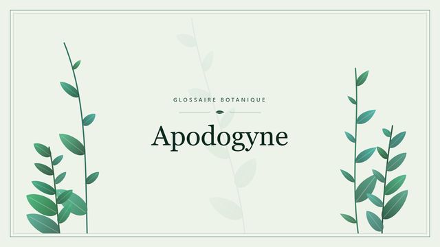 Apodogyne : tout comprendre Illustration botanique stylisée du terme « Apodogyne » du glossaire