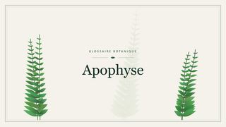 Illustration botanique stylisée du terme « Apophyse » du glossaire