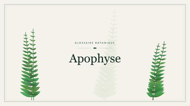 Apophyse : définition et repères en botanique Illustration botanique stylisée du terme « Apophyse » du glossaire