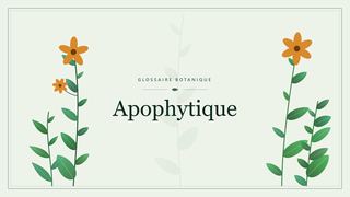Illustration botanique stylisée du terme « Apophytique » du glossaire