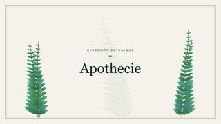 Illustration botanique stylisée du terme « Apothecie » du glossaire
