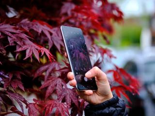 Application reconnaissance plante et ses confusions fréquentes