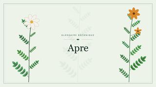 Illustration botanique stylisée du terme « Apre » du glossaire