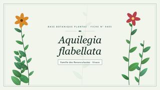 Planche botanique stylisée d’Aquilegia flabellata, famille des Renonculacées