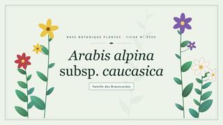 Planche botanique stylisée d’Arabis alpina subsp. caucasica, famille des Brassicacées