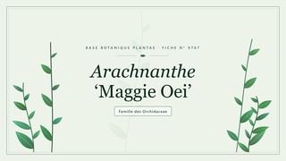 Planche botanique stylisée d’Arachnanthe ‘Maggie Oei’, famille des Orchidaceae