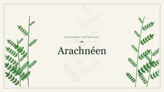 Illustration botanique stylisée du terme « Arachnéen » du glossaire