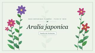 Planche botanique stylisée d’Aralia japonica, famille des Araliacées
