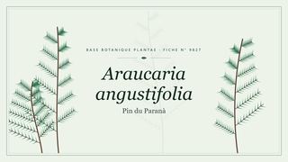 Planche botanique stylisée d’Araucaria angustifolia (Pin du Paranà)