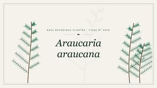 Planche botanique stylisée d’Araucaria araucana
