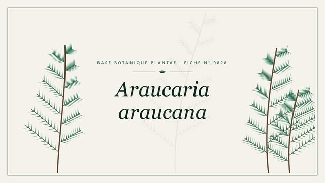 Araucaria araucana : fiche descriptive et taxonomie Planche botanique stylisée d’Araucaria araucana