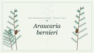 Planche botanique stylisée d’Araucaria bernieri