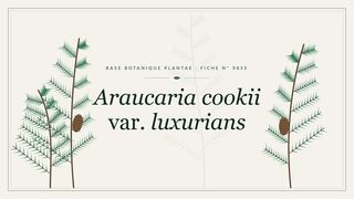 Planche botanique stylisée d’Araucaria cookii var. luxurians
