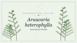 Planche botanique stylisée d’Araucaria heterophylla (Araucaria de Norfolk)