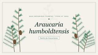 Planche botanique stylisée d’Araucaria humboldtensis, famille des Araucariacées